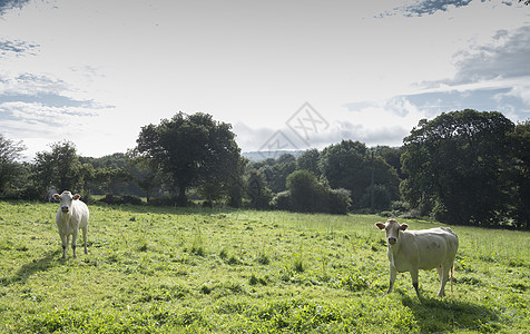 位于法国自然公园附近的中央布里塔尼山丘上的白奶牛图片