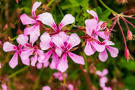 特写一个美丽的翡翠植物宏观紫色花朵园艺树叶香水叶子蓝色花园植物学图片