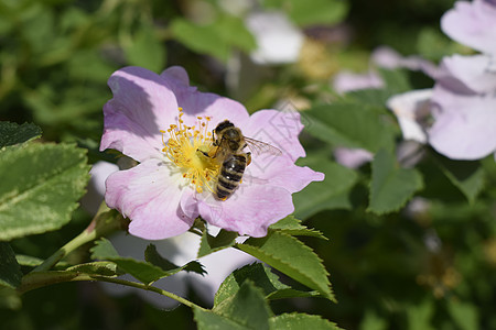 蜜蜂正在收集花粉 在灌木狗玫瑰的花朵上花瓣昆虫药品植物学衬套叶子花园传粉者雌蕊蔷薇图片