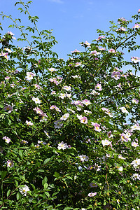 玫瑰花灌木在春天开花野玫瑰花园植物学园艺草本植物季节衬套蔷薇植物群叶子图片