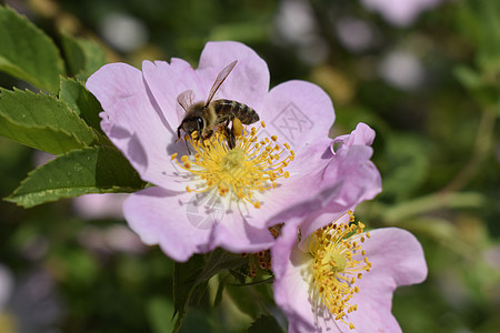 蜜蜂正在收集花粉 在灌木狗玫瑰的花朵上花瓣昆虫蜂蜜衬套翅膀植物学植物群药品花园叶子图片
