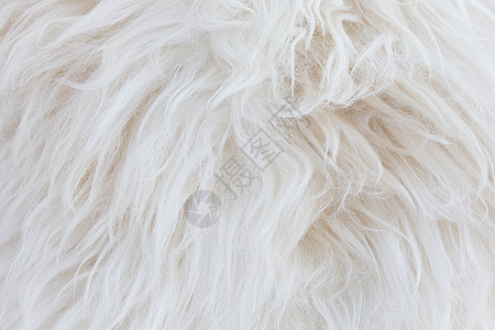 羊皮背景纤维皮肤皮革羊肉外套材料头发柔软度宏观绵羊高清图片