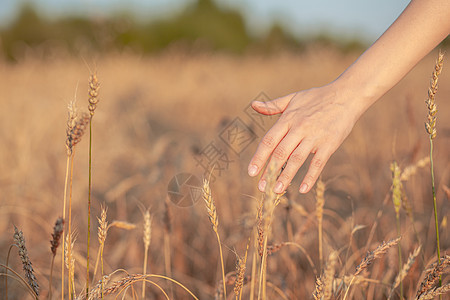 小麦田 握着金麦耳朵的手关上种子大麦农场季节田园风光阳光男性玉米农民图片