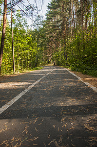 夏日横穿森林的有标志的斜坡路植物群国家植物沥青树木阳光环境道路叶子运输图片