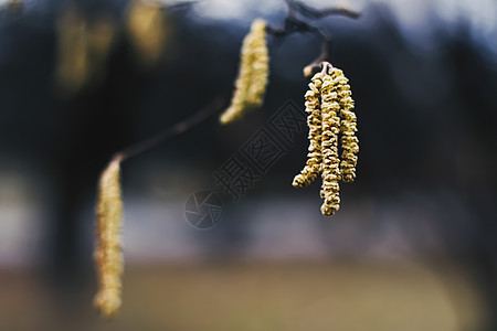 早春或秋秋初的自然背景 植物园寒冷天气小麦花园植物场地橙子天空季节植物学树叶分支机构图片