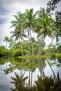 Fairchild热带植物园 美国佛罗里达州迈阿密天空旅游蓝色树木旅行长椅飞兆公园棕榈情调图片