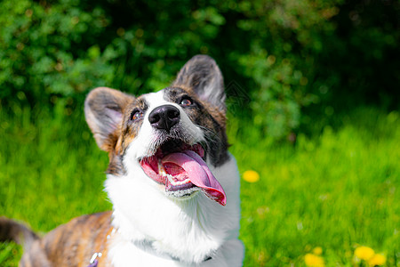 快乐的柯基犬在草丛中 宠物 一只狗在草丛中 遛宠物 一篇关于为宠物散步的文章公园小狗乐趣哺乳动物动物晴天舌头微笑场地犬类图片