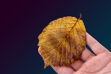 手握着白色背景的干枯秋叶水彩植物棕色季节干叶树叶黄色叶子背景图片