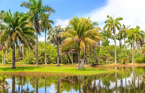 Fairchild热带植物园 美国佛罗里达州迈阿密花园天空异国树木反射池塘棕榈公园旅游植物图片