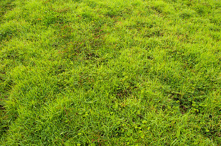 杂草和草草绿质 如新鲜绿色背景背景图片