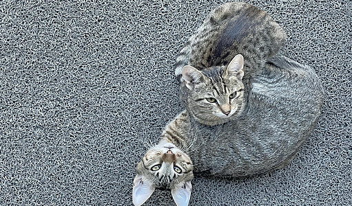 我们可爱的朋友猫 特写猫在自然界虎斑乐趣哺乳动物猫咪猫科动物爪子小猫动物眼睛婴儿图片