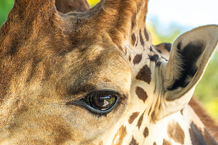 紧贴着美丽的长颈鹿的眼睛收尾斑点鼻孔哺乳动物食草单峰骆驼耳朵喇叭毛皮图片