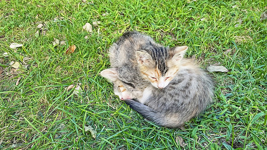 我们可爱的朋友猫 特写猫在自然界动物乐趣爪子猫科动物哺乳动物眼睛婴儿虎斑小猫毛皮图片