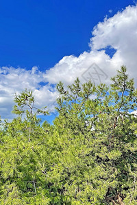 松树和蓝天空 有白云太阳树木蓝色场景环境树干农村天气旅行阳光图片