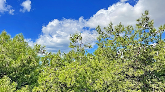 松树和蓝天空 有白云太阳季节木头阳光蓝色旅行公园风景自然环境图片