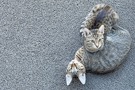 我们可爱的朋友猫 特写猫在自然界猫科动物小猫眼睛虎斑哺乳动物毛皮猫咪爪子动物婴儿图片