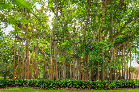 香蕉树草地树干植物花园木头榕树公园院子植物学森林图片