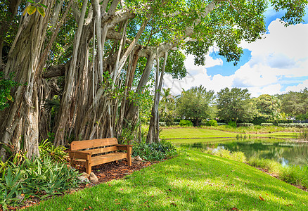 香蕉树榕树植物院子木头树干草地花园植物学森林长椅图片