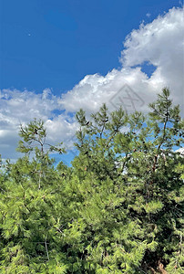 松树和蓝天空 有白云农村阳光天气太阳蓝色场景树干木头公园风景图片