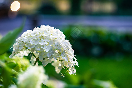 云台花园工厂绿色花瓣绣球花植物情调公园异国热带花园植物群背景