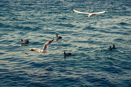 白海鸥和黑鸭在美丽的海洋中展出鸭子海鸟翅膀天空黑色飞行航班海浪鸟类蓝色图片