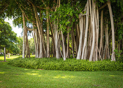 香蕉树热带公园树干丛林院子花园森林榕树木头植物图片