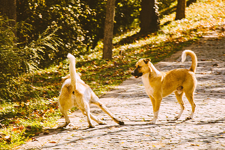 流浪狗在公园的路上棕色犬类友谊孤独街道动物警卫小狗帮助毛皮图片