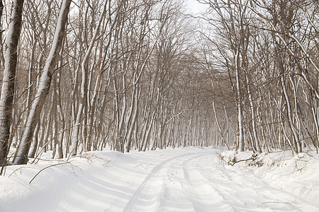 冬季公路下雪驾驶孤独车道危险街道季节自然森林运输图片