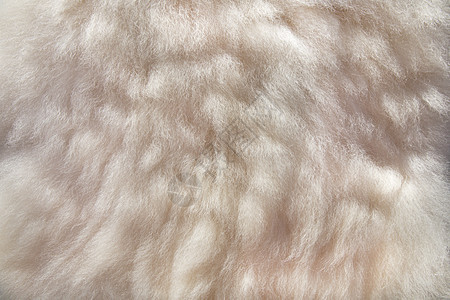 羊皮背景隐藏皮革外套羊肉宏观织物纤维羊毛绵羊卷曲图片