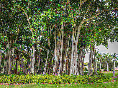 香蕉树榕树热带院子植物丛林公园叶子树干森林植物学图片