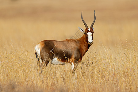 Blesbok 羚羊站在草地上生态牛角哺乳动物草原栖息地食草环境野生动物荒野动物群图片