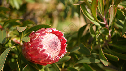 美国加利福尼亚州花园中的 Protea 粉红色花朵 Sugarbush 代表春天绽放 浪漫的植物氛围 精致的异国情调的花朵 珊瑚图片