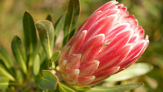 美国加利福尼亚州花园中的 Protea 粉红色花朵 Sugarbush 代表春天绽放 浪漫的植物氛围 精致的异国情调的花朵 珊瑚图片