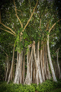 香蕉树木头叶子植物热带榕树树干植物学丛林花园公园图片