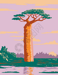 Grandidier 的猴面包树或是马达加斯加最大和最著名的猴面包树 WPA 海报艺术图片