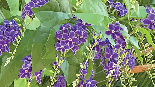 自然界中的紫色杜兰塔直立花勃起热带花瓣花园园艺蓝色摄影季节植物植物群图片