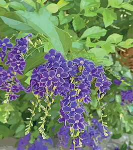 自然界中的紫色杜兰塔直立花季节摄影背景叶子蓝色天花灌木园艺植物群花瓣图片