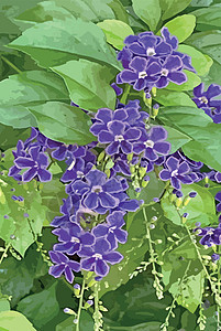 自然界中的紫色杜兰塔直立花天花园艺摄影露珠植物群蓝色植物花瓣花园灌木图片