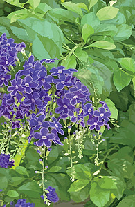 自然界中的紫色杜兰塔直立花紫花园艺背景叶子植物群花瓣植物天花植物学花园图片