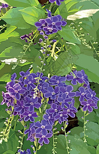 自然界中的紫色杜兰塔直立花摄影背景叶子勃起花园热带蓝色植物群天花花瓣图片