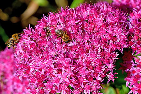 蜜蜂在永生的花朵上花粉长命野花植物学花蜜植物群黑色晴天粉色花瓣图片
