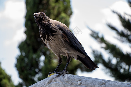 乌鸦属中的蒙面乌鸦羽毛翅膀动物群荒野杂食性生物学猎物皇冠黑色野生动物图片