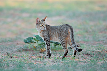 自然栖息地中的非洲野猫动物哺乳动物捕食者耳朵环境警报动物群食肉沙漠野生动物图片