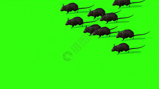 3d 插图绿色屏幕上的可爱灰色老鼠耳朵哺乳动物鼻子色度动物爪子晶须尾巴毛皮宠物图片