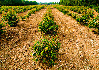 农场中Eucalyptus树一行栽培植物天空木头绿色农业林地森林场地热带图片