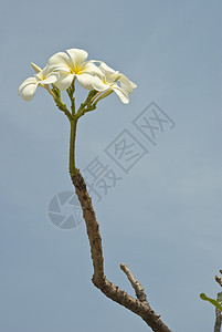 白灰色花瓣花园季节植物群热带天空植物晴天生活蓝色图片