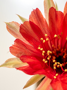 红色微妙的花瓣 有青春仙人掌花毛盆栽圆形红花宏观沙漠植物群植物图案制品植物学图片