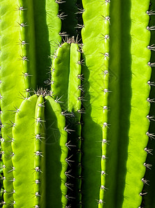 由丰满的茎和尖刺组成的绿色背景叶子肉质蜡样生长植物画幅多刺沙漠植物学荆棘图片