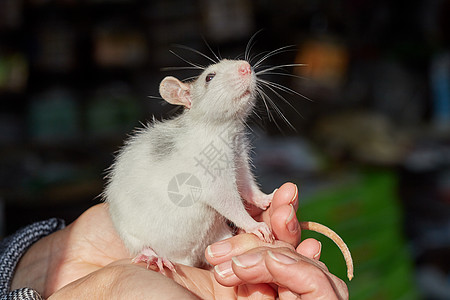 手上拿着老鼠的手野生动物婴儿蓝色饺子图标哺乳动物毛皮头发食物爪子图片