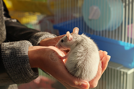 手上拿着老鼠的手毛皮爪子图标乐趣蓝色哺乳动物野生动物婴儿饺子动物图片